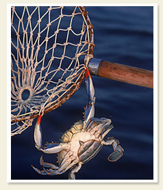 Crab picking